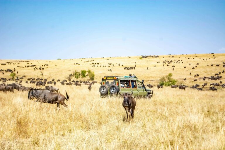 Discovering the Untamed Beauty of Maasai Mara National Park